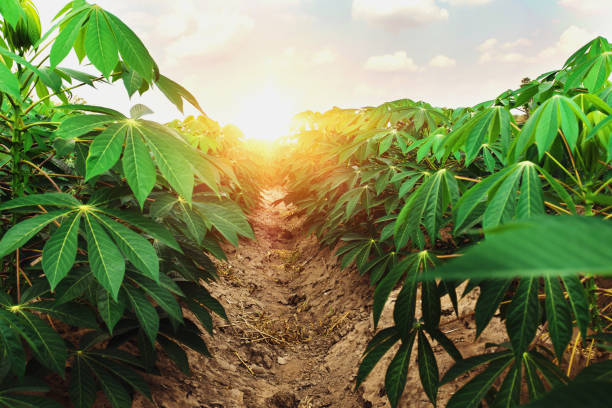 How to start cassava farming in Nigeria: step by step guide