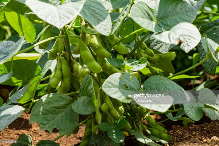 Step By Step Guide On Soya Beans Farming In Nigeria Agricincome Hub 13092823 Gettyimages5453052482048x2048 Jpeg19061eade38c7dcbf9b94cd67f177ead