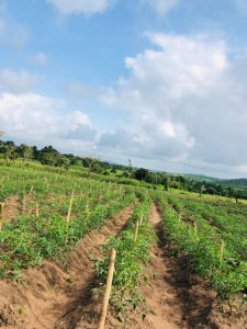 6 Ways to Start an Agribusiness with Little Capital in Nigeria