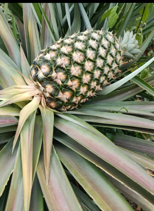 pineapple farming in Nigeria