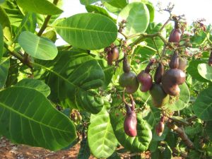 Profitable Agribusiness in Nigeria