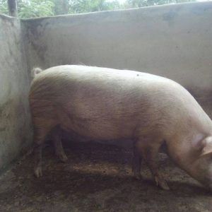 Profitable Agribusiness in Nigeria