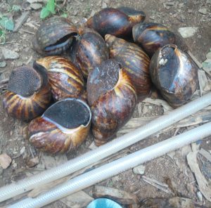 Profitable Agribusiness in Nigeria